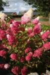 Гортензия метельчатая Hydrangea paniculata Fraise Melba ® ‘Renba’.