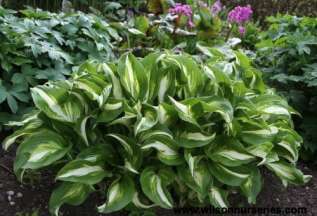 Хоста волнистая Медиовариегата (Hosta undulata 'Mediovariegata' )