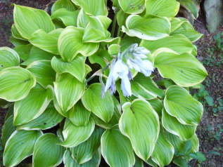 Хоста Фрагрант Букет ( Hosta 'Fragrant Bouquet' )