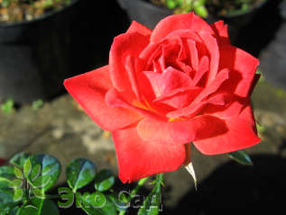 Роза "Миниатюр Оранж" (Rosa Miniature Orange)