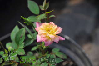 Роза миниатюрная "Триколор" (Rosa miniature Tricolor)