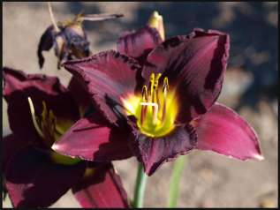 Лилейник гибридный "Бела Лугоси" (Hemerocallis hybrida Bela Lugosi)