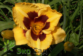 Лилейник гибридный "Блэкберри Канди" (Hemerocallis hybrida Blackberry Candy)