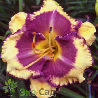 Лилейник гибридный "Блюберри Крим" (Hemerocallis hybrida 'Blueberry Cream')