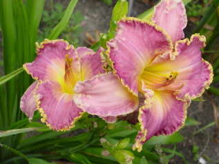 Лилейник гибридный "Давид Киркхоф" (Hemerocallis hybrida 'David Kirchhof') 