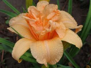 Лилейник гибридный "Дабл Дрим" (Hemerocallis hybrida 'Double Dream')