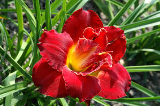 Лилейник гибридный "Хайленд Лорд" (Hemerocallis hybrida 'Highland Lord')