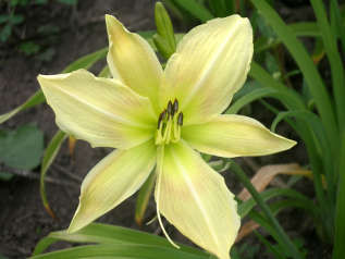 Лилейник гибридный "Даккуири"  (Hemerocallis hybrida "Dacquiry")