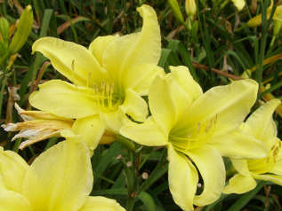 Лилейник гибридный "Президент Маг Марше" (Hemerocallis hybrida 'President Maghe Marshe') 