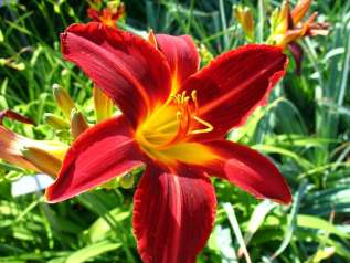 Лилейник гибридный "Стаффорд" (Hemerocallis hybrida 'Stafford')