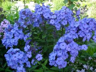 Флокс метельчатый "Блю Парадайз" (Phlox paniculata 'Blue Paradise') 