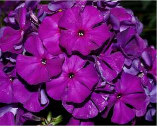 Флокс метельчатый "Дустерлохе" (Phlox paniculata "Dusterlohe") 