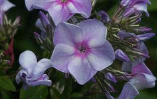 Флокс метельчатый "Эндинг Блю" (Phlox paniculata 'Ending Blue') 