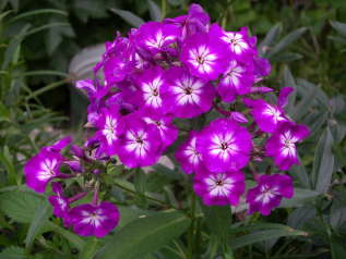 Флокс метельчатый "Успех" (Phlox paniculata 'Uspech') 