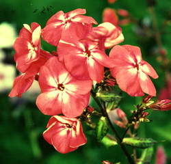 Флокс метельчатый "Радость Жизни" (Phlox paniculata 'Radost Gizny') 