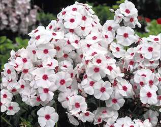 Флокс метельчатый "Граф Цеппелин" (Phlox paniculata 'Graf Zeppelin') 