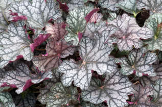 Гейхера "Гуардиан энжел" (Heuchera hybride 'Guardian Angel')