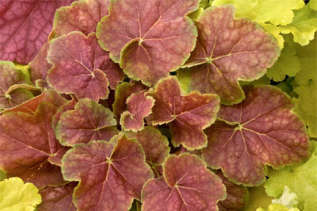 Гейхера "Миракл" (Heuchera hybrida 'Miracle') 