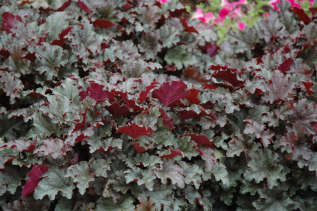 Гейхера гибридная "Сторми Сиз" (Heuchera hybrida 'Stormy Seas')