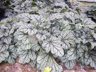 Гейхера "Венус" (Heuchera 'Venus') 