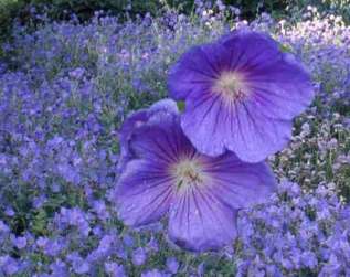 Герань гибридная "Орион" (Geranium hybride 'Orion')