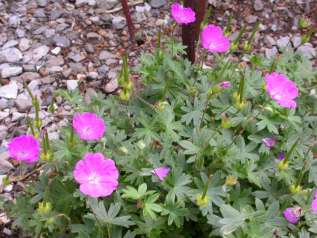 Герань кроваво-красная "Макс Фрай" (Geranium sanguineum 'Max Frei')