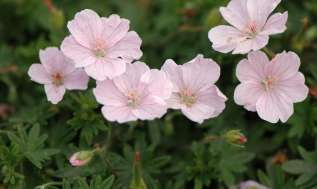 Герань кроваво-красная "Апфельблюте" (Geranium sanguineum Apfelblute)