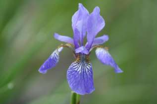 Ирис сибирский "Блю Кинг" ( Iris sibirica 'Blue King') 