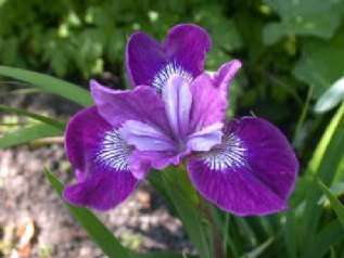 Ирис сибирский "Леди Ванесса" ( Iris sibirica 'Lady Vanessa') 