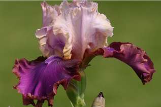 Ирис бородатый "Бургомистр" (Iris germanica 'Burgemeister') 
