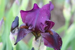 Ирис бородатый "Черри Гарден" (Iris germanica 'Cherry Garden') 