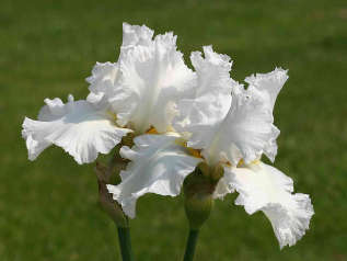 Ирис бородатый "Лэйсд Коттон" (Iris germanica 'Laced Cotton') 