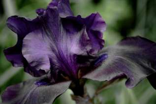 Ирис бородатый "Суперстишн" (Iris germanica 'Superstition') 