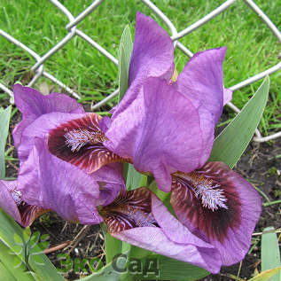 Ирис карликовый гибрид "Йо-йо" (Iris pumila 'Yo-yo') 