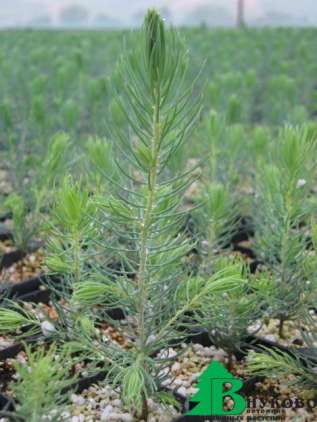 Ель колючая "Мисти Блю" (Picea pungens 'Misty Blue')