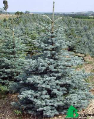 Ель колючая  "Кэйбаб" (Picea pungens 'Kaibab')