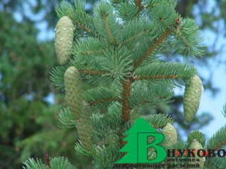 Ель корейская (Picea koraiensis)