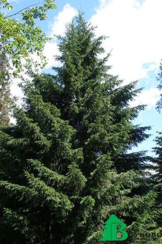 Ель сибирская (Picea obovata)