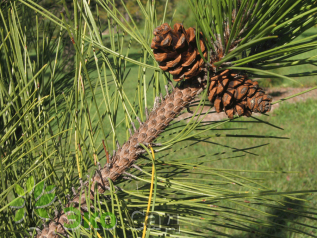 Сосна красная/смолистая (Pinus resinosa)