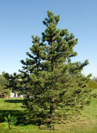 Сосна скрученная широкохвойная (Pinus contorta var. latifolia)