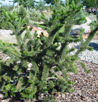 Сосна остистая (Pinus aristata)