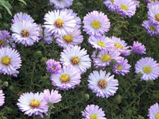 Астра кустарниковая "Блю Букет" (Aster dumosus 'Blue Bouquet') 