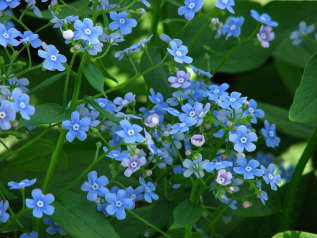 Бруннера крупнолистная (Brunnera macrophylla)