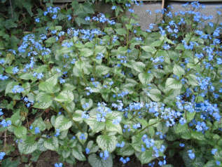 Бруннера крупнолистная "Джек Фрост" (Brunnera macrophylla 'Jack Frost') 