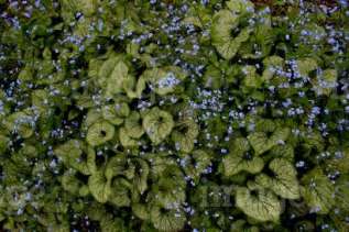 Бруннера крупнолистная "Лэнгтриз" ( Brunnera macrophylla 'Langtrees')