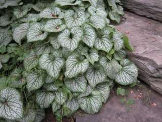 Бруннера крупнолистная "Сильвер Вингз" (Brunnera macrophylla 'Silver Wings') 