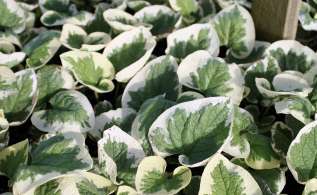 Бруннера крупнолистная "Вариегата" (Brunnera macrophylla 'Variegata') 