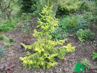 Ель сербская "Ауреа" (Picea omorica Aurea)
