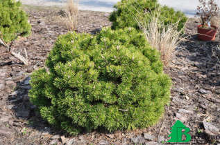 Сосна горная "Гном" (Pinus mugo Gnom)