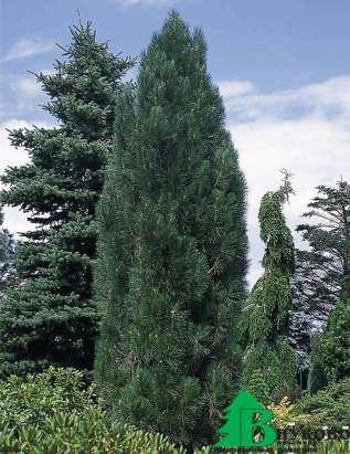 Сосна черная "Пирамидалис" (Pinus nigra Pyramidalis)